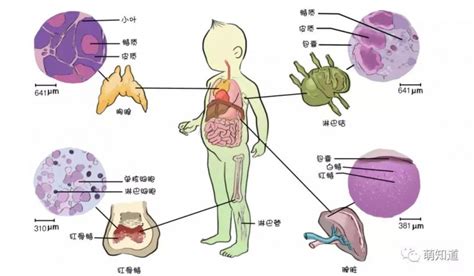 10种抗肿瘤食物