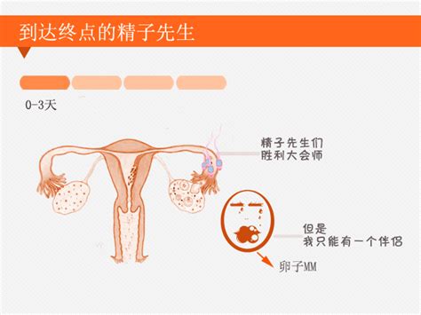 刚怀孕还排卵吗