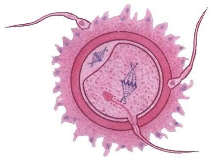 一个精子和一个卵子只能产生一个胚胎吗