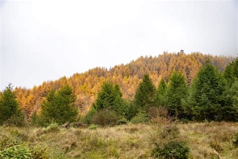神木垒：金黄的落叶松、墨绿的冷杉和亮黄草地，远处红色的经幡