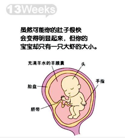 怀孕1到10个月身体变化图