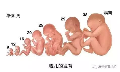 怀孕十月胎儿发育过程图
