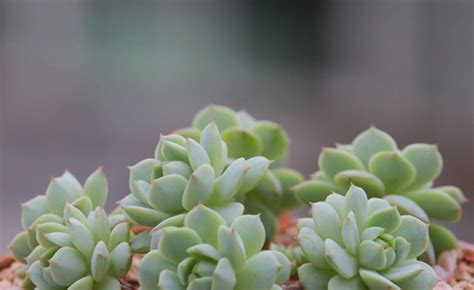 多肉植物怎么养(附花友心得)