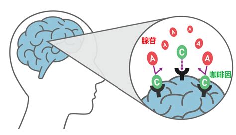 浓茶为什么提神,喝浓茶可以提神吗