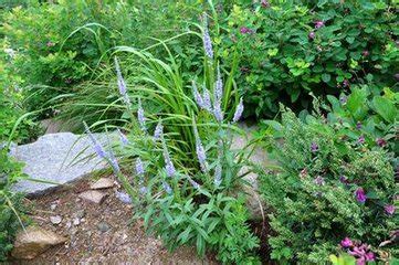 求水蔓菁的种植方法