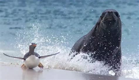 企鹅能游泳吗