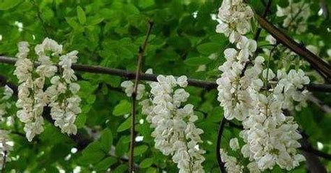 槐花树朋友圈说说
