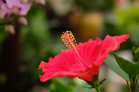 扶桑是一种著名的观赏花草,他也是( ),的代称