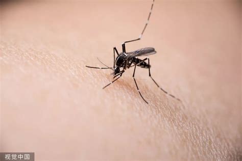 检测蚊子在哪里,它藏在哪儿的可能性比较大