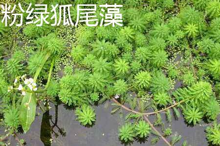 这个长在水池边的植物叫什么?可以全水种植吗,谢谢