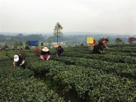 浙江哪里可以采摘茶叶,数字赋能茶更香四色茶叶促共富