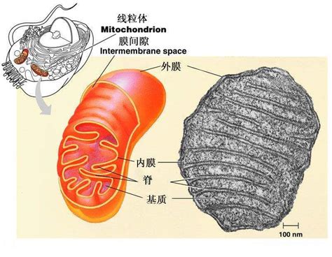 大龄女性如何提高卵子质量