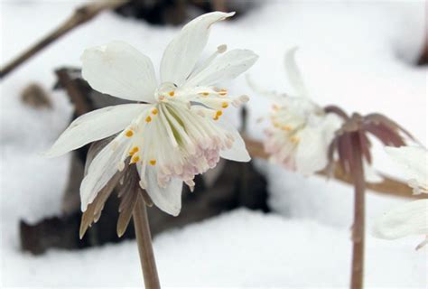 “蜀葵花”的花语,谁知道?