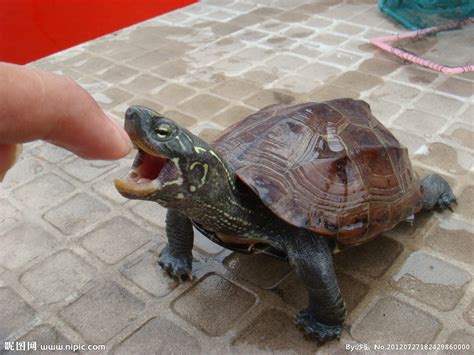 乌龟的年龄怎么看最准确的说法,怎么看草龟乌龟的年龄