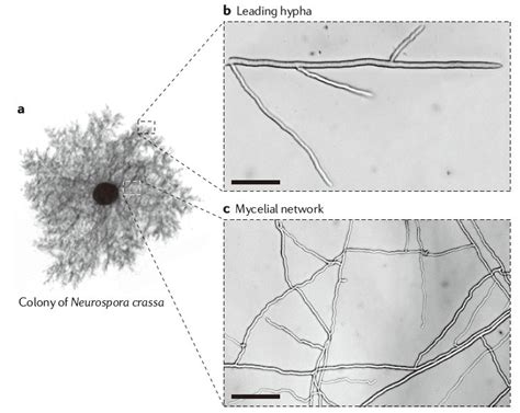 松茸的菌丝生长过程图片 赤松茸菌丝图片
