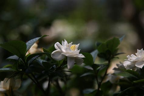 谁懂花啊!帮我看看我家的栀子花又得什么病啦,突然叶子上有很多小虫子一样的东西,叶子之间还有蜘蛛网一