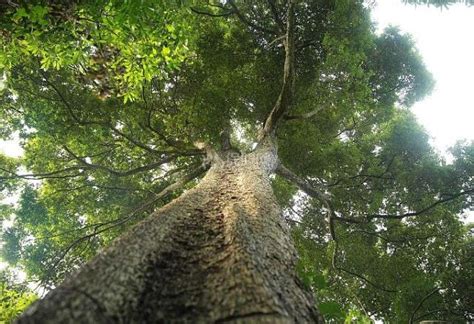 金丝楠木种植技术有