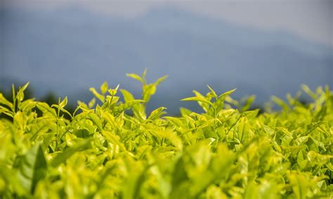 160 茶叶有哪些品种,早春茶品种知多少