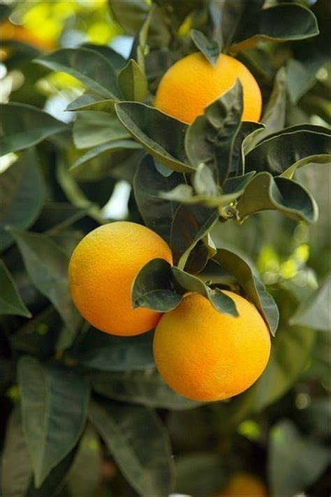 柑橘适合种值什么绿肥,种绿肥需注意这些
