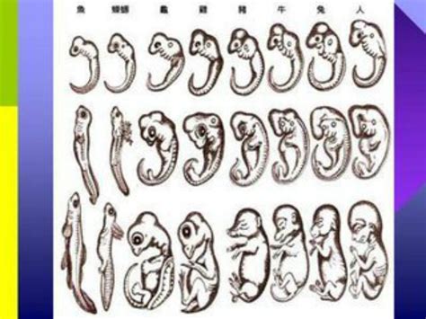 胚胎停止发育的原因是什么