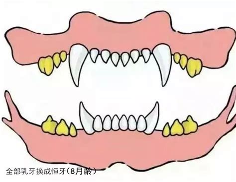 你的狗有多少颗牙齿,狗狗五个月多少颗牙齿