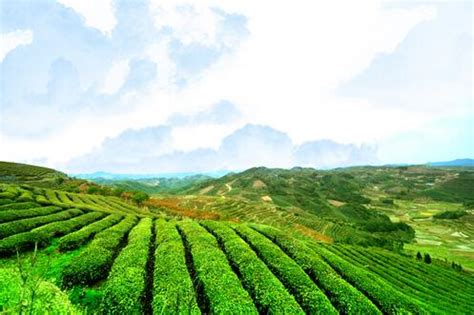 江西产什么茶价格怎么样,广东人喜欢喝什么茶