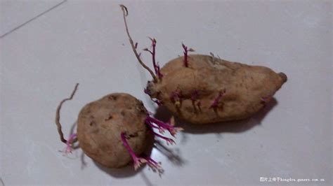 空腹吃红薯有什么影响吗