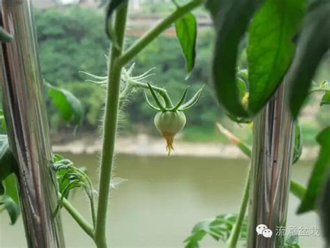 阳台蔬菜如何种植,小小阳台如何种植蔬菜