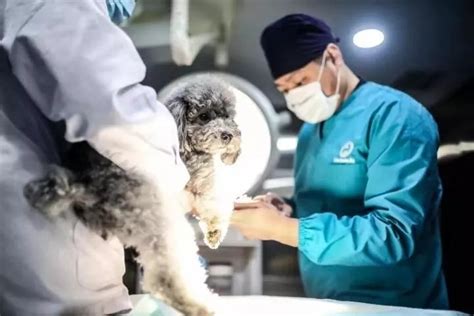 杭州宠物医院收费价格表,宠物医院做检查多少钱
