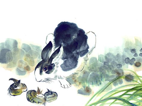 属兔和属什么是最般配,秦华讲解属兔人的人际缘分