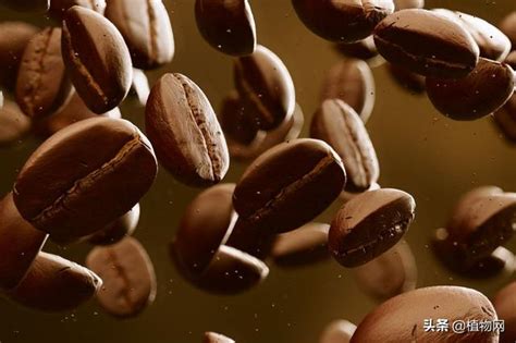 咖啡豆煮多长时间最好喝