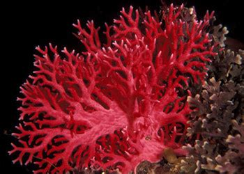 台湾红珊瑚什么样,南海诸岛都长什么样