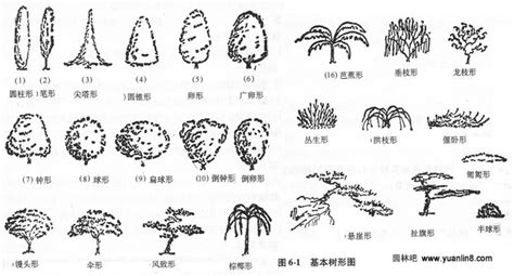 树木的分类