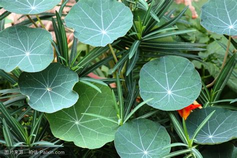 绿色植物大叶名称大全100种?