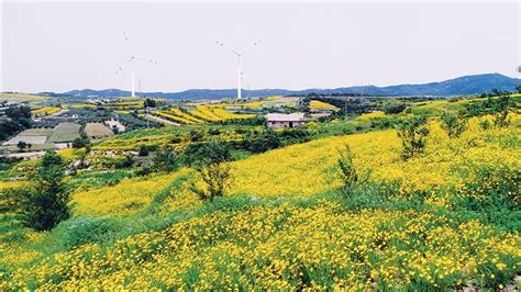 荣成市花鸟市场在哪?