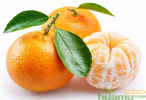 新鲜柑价格多少钱一斤,最新:柑橘市价多少钱一斤