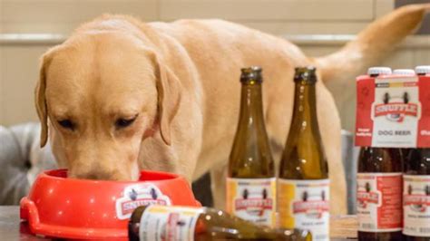 千万不要给狗狗喝这几类水,给狗狗喝酒会怎么样