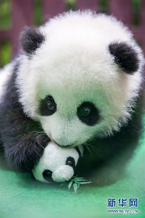 熊猫为什么是大,为什么大熊猫是国宝