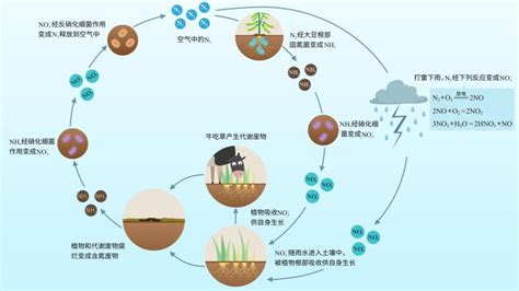 硝化细菌怎么培养