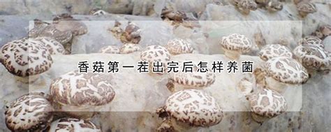 姬松茸生长什么季节 食用菌中的佼佼者