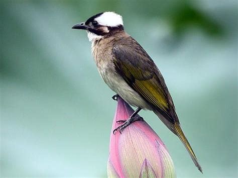原来翡翠最初是一种鸟,翡翠鸟做的首饰叫什么