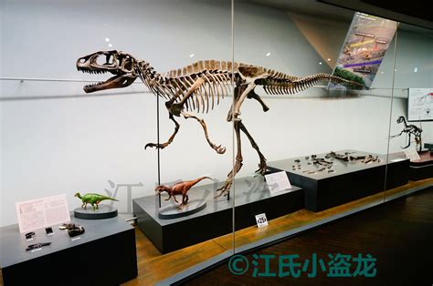 小盗龙的朝圣之旅：福井县立恐龙博物馆游记