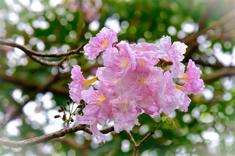 红花风铃木几月开花