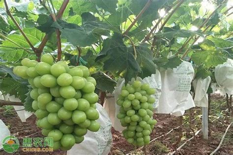 為什么82年的紅酒好？有是什么說法嗎？