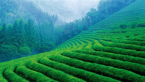 江北产区有哪些茶,这里是江北第一名茶