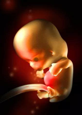 孕10月胎儿发育的主要特征
