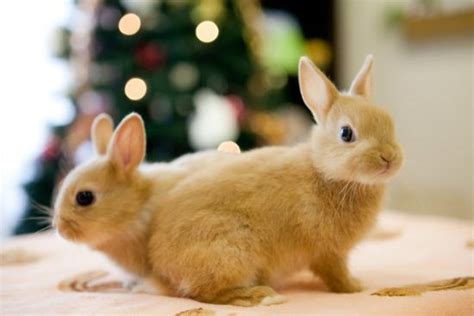 为什么母兔产仔后会吃自己的仔,兔子为什么会咬小兔子
