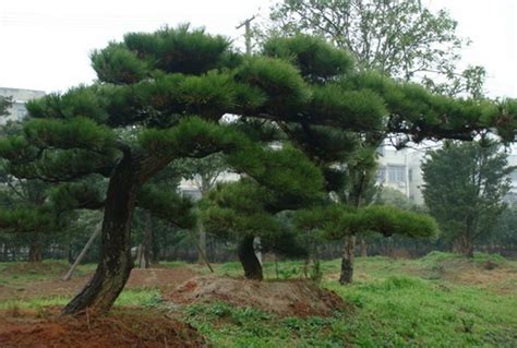 黑松是什么植物