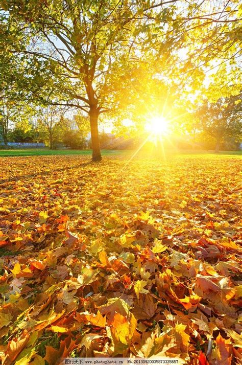 枫叶的旅行_秋天的树叶作文600字（集锦8则）