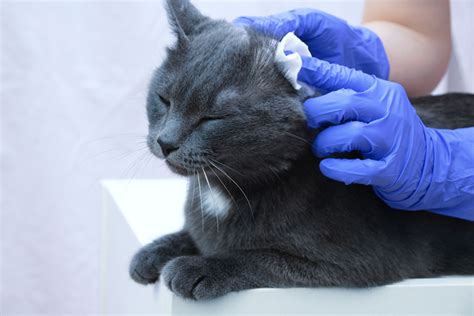 猫咪中耳炎不能忽视,为什么猫会得中耳炎